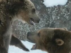 MS SLO MO Grizzly bears fignting and playing in snow / Livingstone, Montana, United States Stock Footage