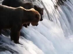 CU Shot of Brown bears fishing for salmon at Brooks Falls / Alaska, United States Stock Footage