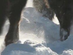 MS TS PAN Group of Bison running and walking in snow / Yellowstone National Park, Wyoming, United States Stock Footage