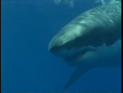MS Great White Shark swimming after bait, Mexico Stock Footage