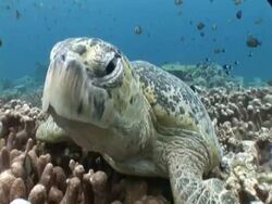 Green turtle (Chelonia mydas) looking to camera, Sipadan, Malaysia, Borneo Stock Footage