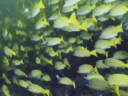 Incredible close up of a large school of bluestripe snapper fish swimming with the ocean current Stock Footage