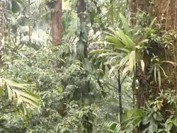 Interior of tropical rainforest, Ecuador,  during an afternoon shower with rain and mist Stock Footage