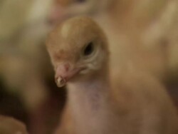 Medium Close Up hand-held zoom-out-Chicks populate a poultry farm. / Willmar, Minnesota, USA Stock Footage