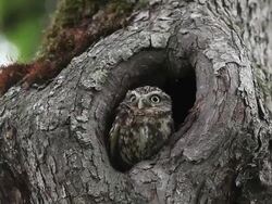 MS Owl standing in nest entrance / Vieux Pont, Normandy, France Stock Footage