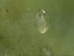Cypris: a freshwater ostracod Stock Footage