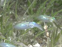 Three baby squid, Southern Visayas, Philippines Stock Footage