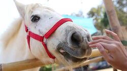 playing with a horse Stock Footage