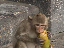Thailand's famous monkeys get special attention in Lopburi News Clip