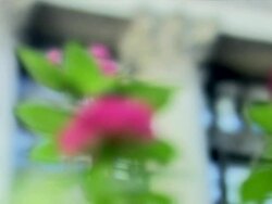 Pull Focus from flower to period Chicago building Stock Footage