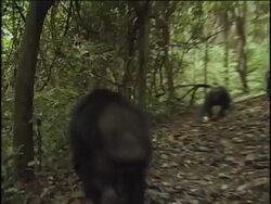 CU, WS, LA, Chimpanzee (Pan troglodytes) climbing up tree in forest, Gombe Stream National Park, Tanzania Stock Footage
