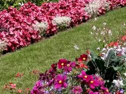 MS Field of flowers in national garden exhibition / Koblenz, Rhineland-Palatinate, Germany Stock Footage