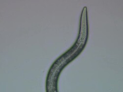 Caenorhabditis elegans (C.elegans) moving across surface of agar plate while feeding on bacteria Stock Footage