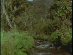 MS tilt down from mountain to river in jungle, Uganda, Africa Stock Footage