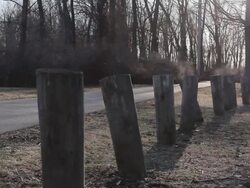 Tracking shot of a road, trees, piling stumps. - Model Released - 1920x1080 - HD Stock Footage