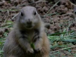 Young cute ground hog (marmot) eating his snack Stock Footage