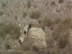 MS Arabian Oryx, Oryx leucoryx calf, resting on ground, Jiddat al Harasis desert, Oman Stock Footage
