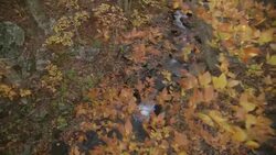 Crane shot orbits around a small stream surrounded with colorful fall foliage. Stock Footage