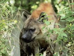 Staring Hyena Stock Footage