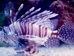 Underwater colorful scorpion fish. Stock Footage