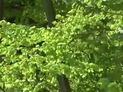 HD: Trees in the wind Stock Footage