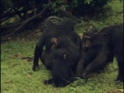MS, PAN, Young chimpanzees (Pan troglodytes) playing  tug-o-war, Gombe Stream National Park, Tanzania Stock Footage