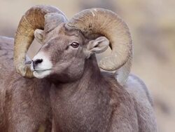 MS Shot of two bighorn sheep rams checking each other out during rut / Georgetown, Colorado, United States Stock Footage