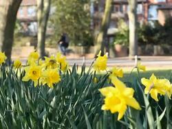 people in the spring - daffodils Stock Footage