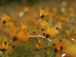 MS R/F View of Namaqualand daisies opening and facing away from camera / Namaqualand, Northern Cape, South Africa Stock Footage