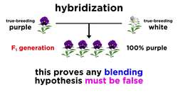 Mendelian Genetics and Punnett Squares Instructional Video