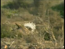 Houbara Bustard, Chlamydotis undulata,  male Bustard begins courtship display runs, MS, Israel Stock Footage