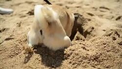 Pug dog playing Stock Footage