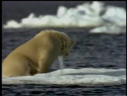 The Fish and Wildlife Service issued regulations this week providing legal protection to seven oil companies.  The companies are planning to search for oil and gas in the Chukchi Sea off the northwestern coast of Alaska. News Clip