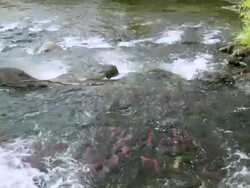 WS TD School of Coho salmon spawning in Horsefly river / Horsefly, British Columbia, Canada Stock Footage