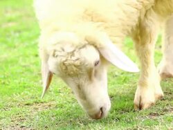 sheep eating grass Stock Footage