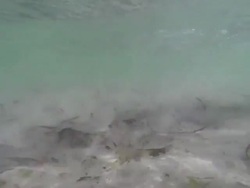 Underwater like a fish Stock Footage