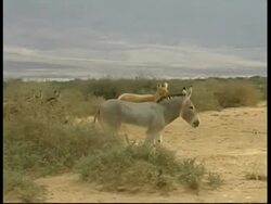 Asiatic Wild Ass, Equus hemionus, male walking past females, MS, Israel Stock Footage
