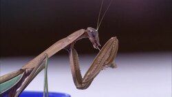 A praying mantis folds its forelegs as it grasps a live maggot. Stock Footage