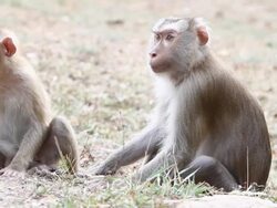 Monkeys Stock Footage