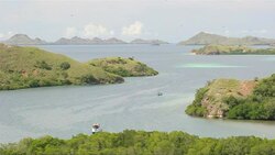 CLEAN: Images of Komodo dragons on Komodo island News Clip