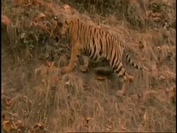 Royal Bengal tiger (Panthera tigris tigris) adolescent playing on hillside, Bandhavgarh National Park, Madhya Pradesh, India Stock Footage