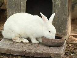Rabbit Stock Footage