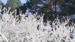 The branches with white flowers of the fruit tree. Stock Footage