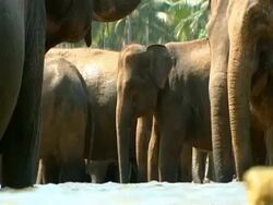 MCU Low angle elephants in water, drinking Stock Footage