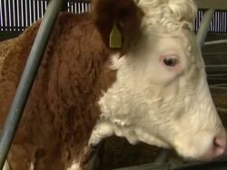 Cattle on Norfolk Farm News Clip