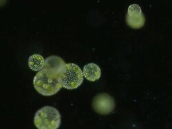 Light micrography of Volvox colonies. Stock Footage