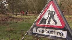 Tree Cutting Sign with Tree Surgeons in Background News Clip