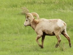 MS Shot of Huge Bighorn ram walking in meadow / Estes Park, Colorado, United States Stock Footage