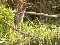MS Shot of Juvenile night heron (Nycticorax nycticorax) at water's edge / Tel Aviv, Dan Metropolitan,Gush Dan, Israel Stock Footage
