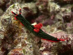 Sea Slug (Nudibranch) Stock Footage